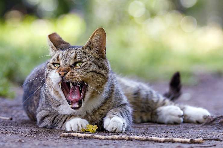 La salute del felino