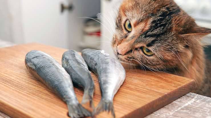 che tipo di pesce dare al gatto