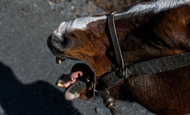 soffocamento nel cavallo