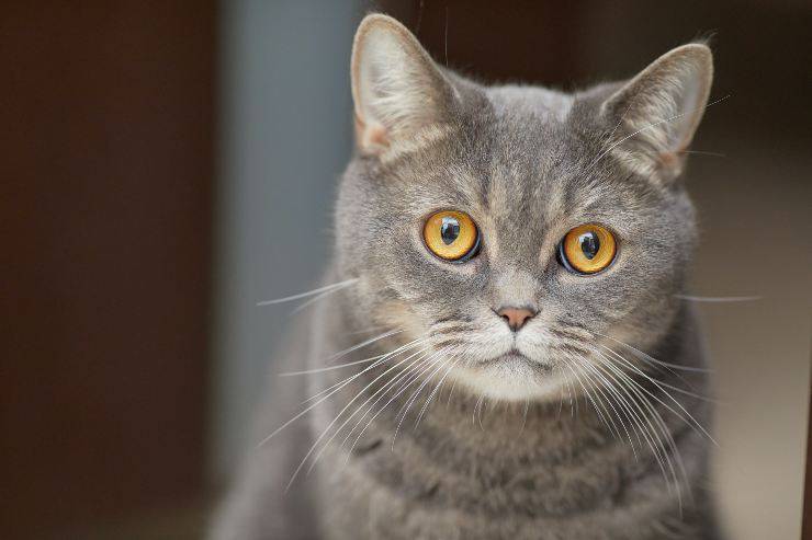 Come vedono i gatti Come vedono i gatti