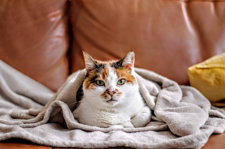 Razze di gatti che non amano uscire Razze di gatti che non amano uscire