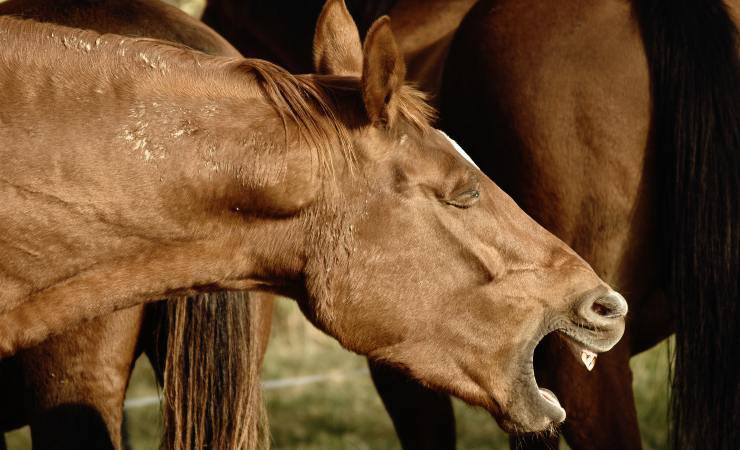 tosse nel cavallo