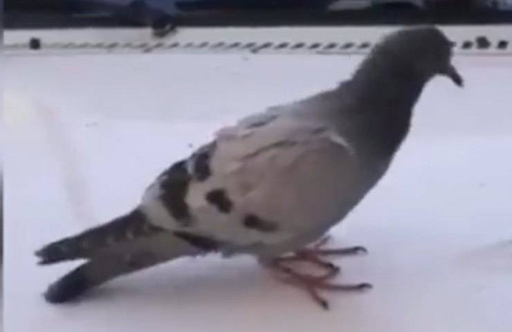 uccello ha bisogno aiuto