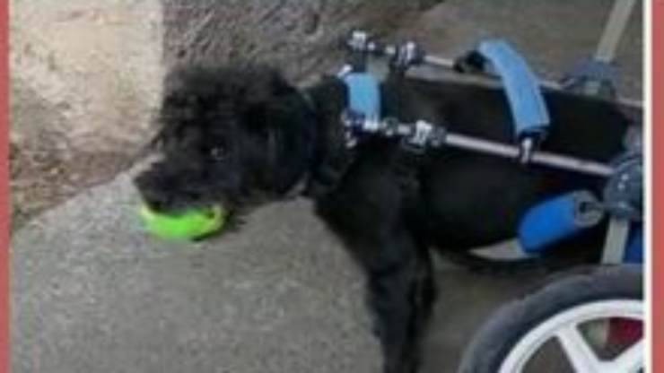 cane adottato (Foto Facebook)