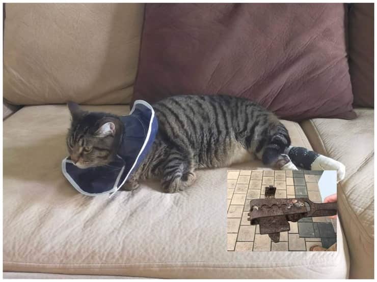 Tende una trappola al un gatto ferendolo con una tagliola d'acciaio: arrestato uomo di 78 anni