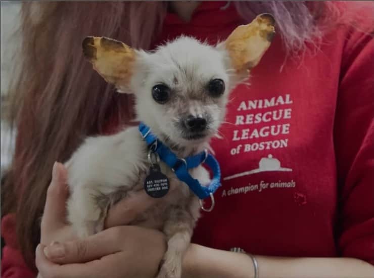 Affamato e malato cucciolo di chihuahua abbandonato sulla pista (Foto)