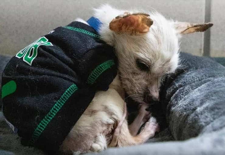 Affamato e malato cucciolo di chihuahua abbandonato sulla pista (Foto)