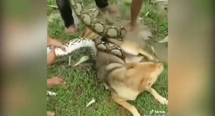 3 bambini salvano il cane dalle spire di un serpente che lo stava stritolando (Screen Video)