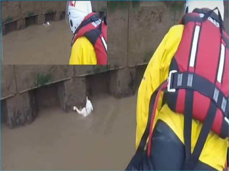 Gatto salvato da alcuni bagnini mentre stava annegando (Screen video)