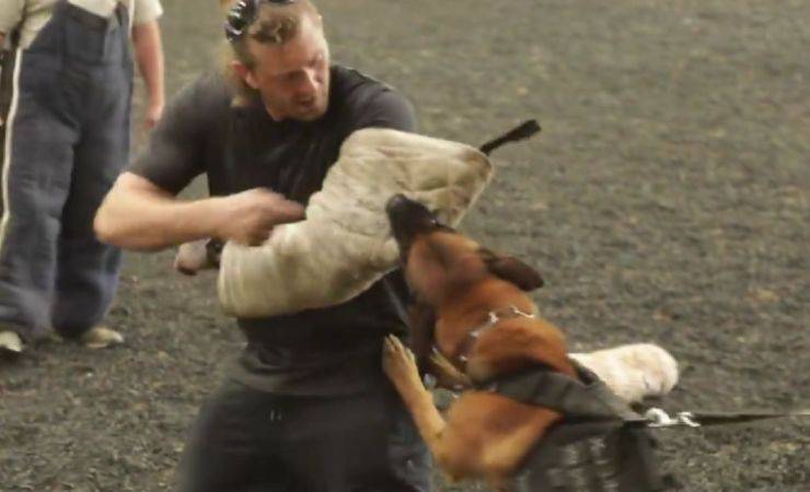 addestramento cane poliziotto