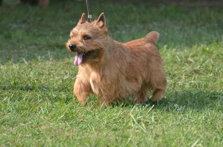 Irish glen of Imaal Terrier