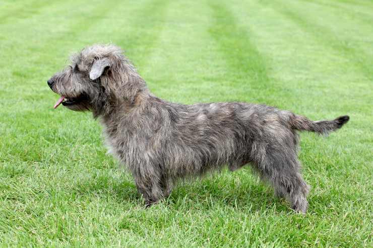 Irish glen of Imaal Terrier