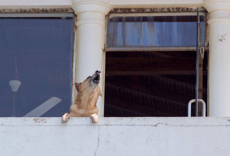 Cane che ulula sul terrazzo Risarcimento per i guaiti del cane tenuto sul terrazzo