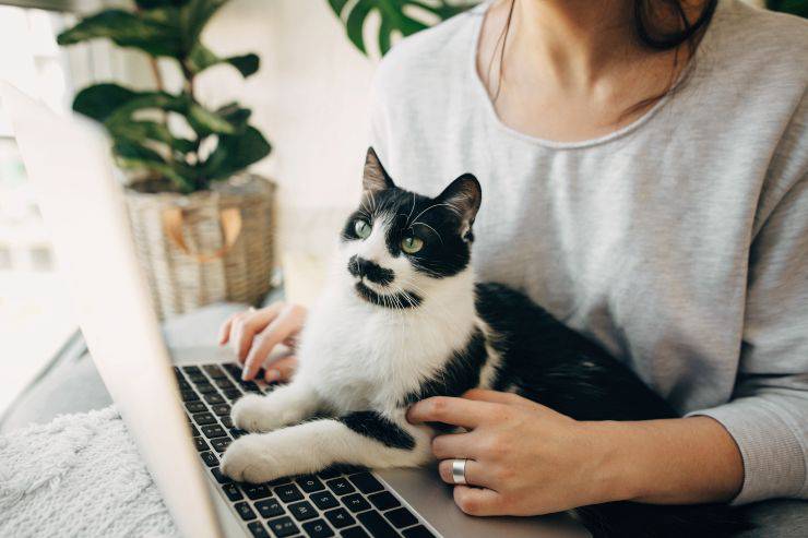 Si può portare il gatto in ufficio?