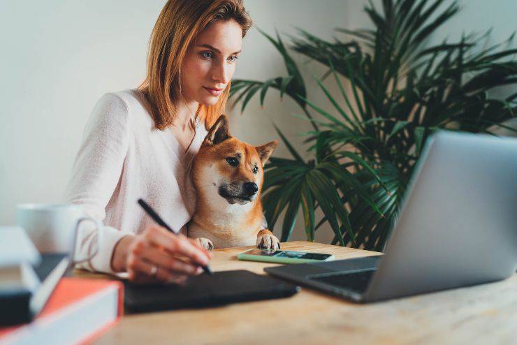 Grafica con il proprio cane mentre lavora al computer Attractive young woman graphic designer working at home office remotely sitting with best friend dog using digital graphic tablet, professional female retoucher sitting at modern home workspace