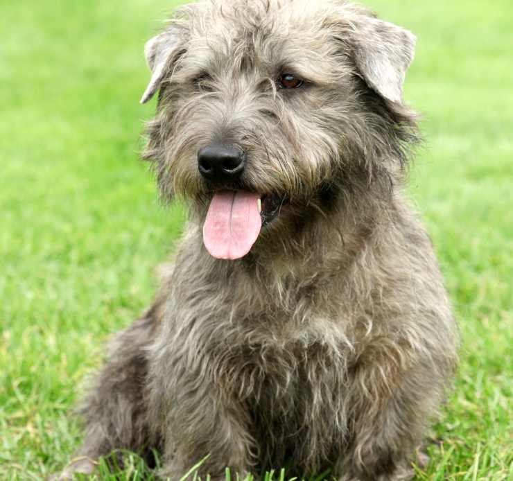 Irish glen of Imaal Terrier