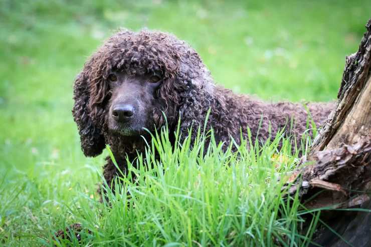 Irish Water Spaniel