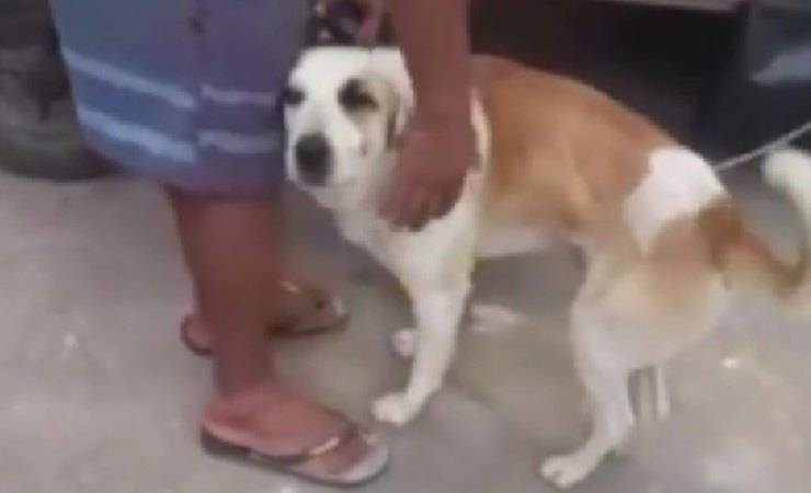 cane bus viaggia video