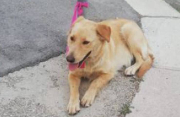cane legato palo abbandono