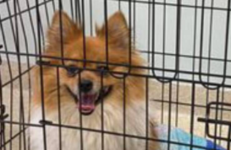 Cagnolino rinchiuso gabbia 