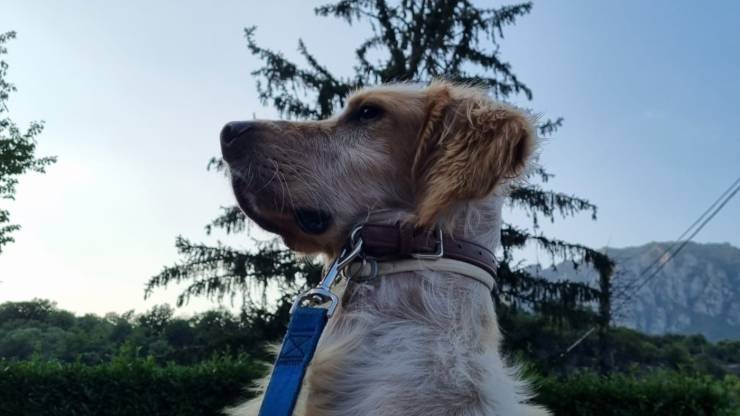 bonus adozione cane
