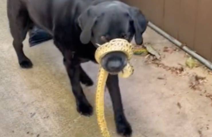 cane serpente avvolge muso