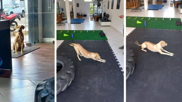 cane randagio pilates 