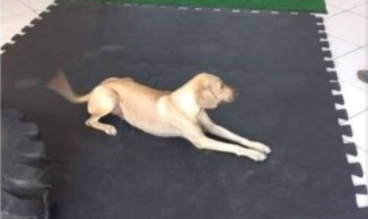 cane adottato dopo pilates