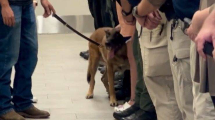 cane poliziotto malato video