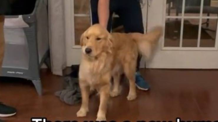 Cane reazione tik tok