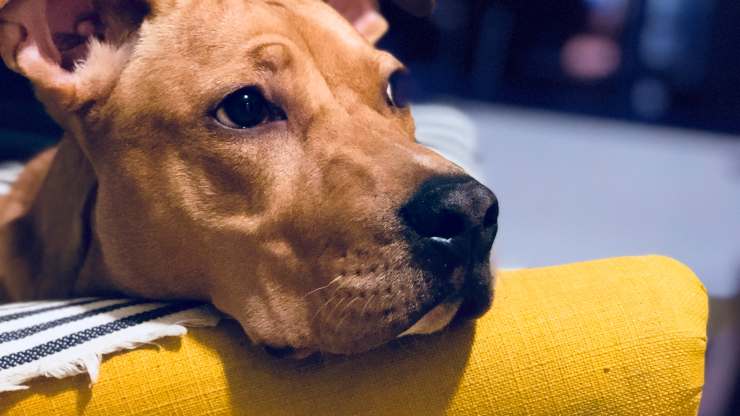 Cane stressato dopo le vacanze