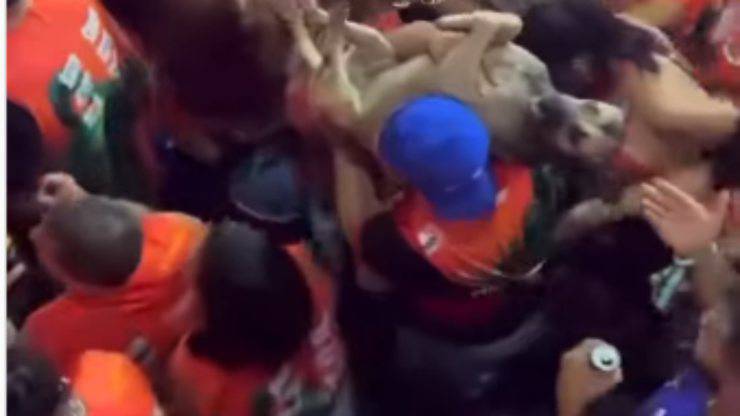 il cane messo in salvo (Foto video instagram)