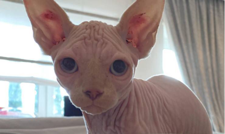 il gatto scomparso (Foto Instagram)
