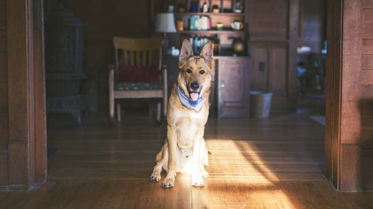 Come fa il cane a sapere quando torno a casa