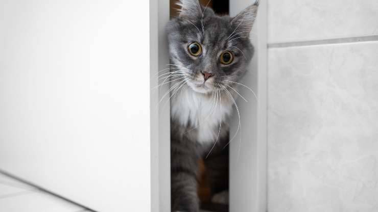 Come impedire ai gatti di aprire le porte