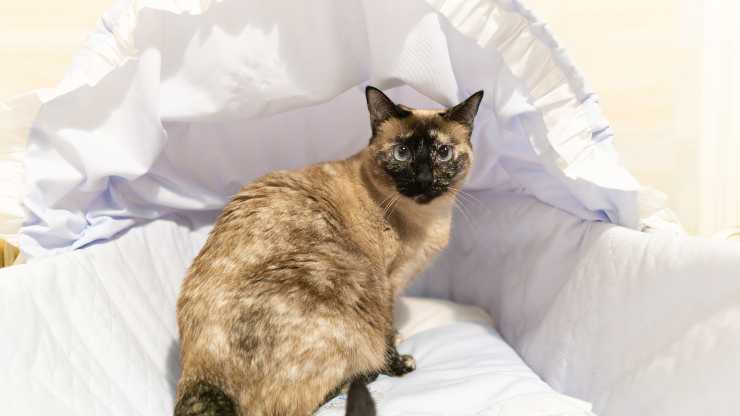 Come tenere il gatto fuori dalla culla