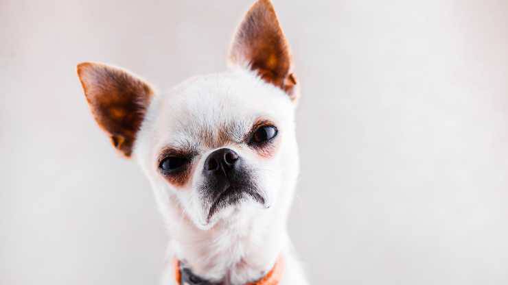 Cosa non devi fare per non fare arrabbiare il cane