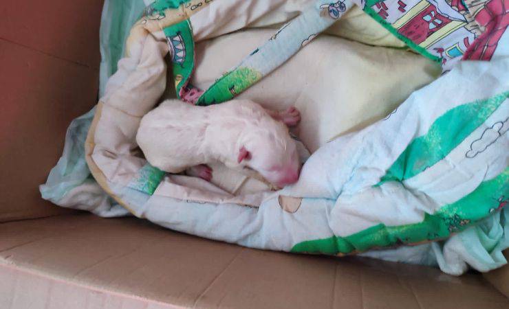 cane salvato enpa arezzo