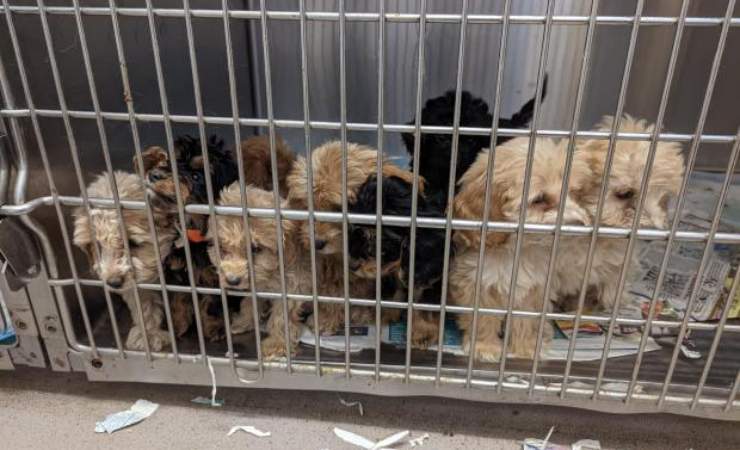 20 cuccioli trovati inghilterra