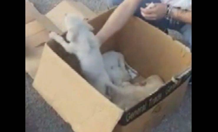 foggia cuccioli trovati