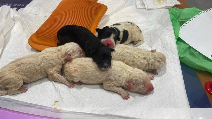 cuccioli salvati arezzo