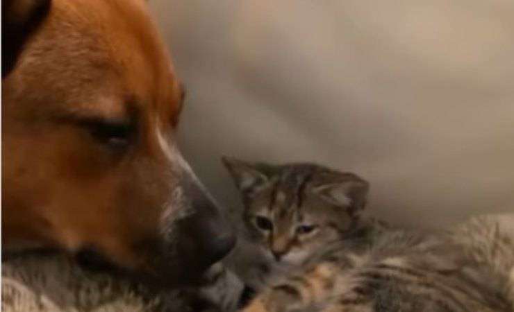 cane e caggo si vedono dopo un anno
