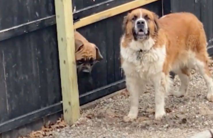 Everest Bear cani buco
