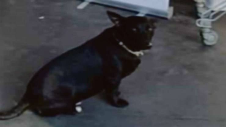 Il cane Friedman (Foto Twitter)