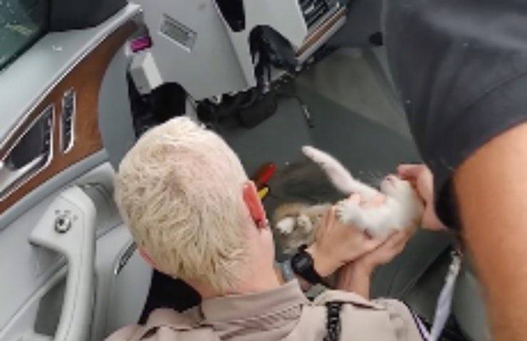 gattino intrappolato cruscotto auto