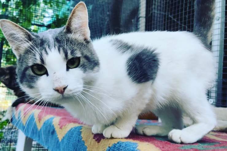 bonus adozione gatto