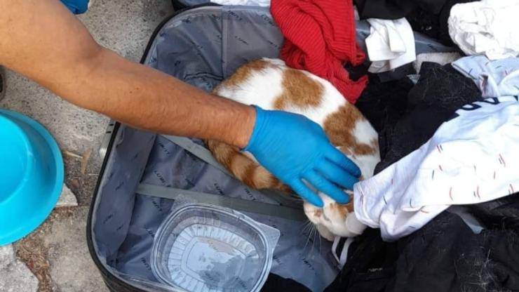 gatto trovato imperia