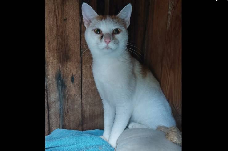 gatto valigia diano marina