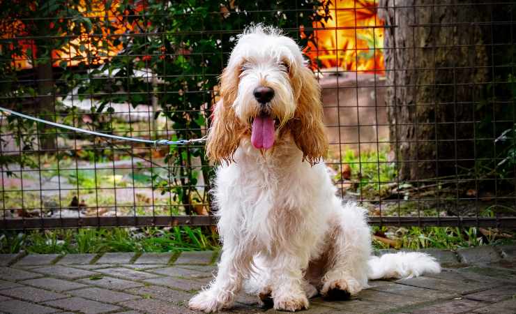 Grand Basset Griffon Vendéen