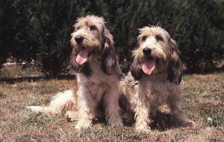 Grand Basset Griffon Vendéen